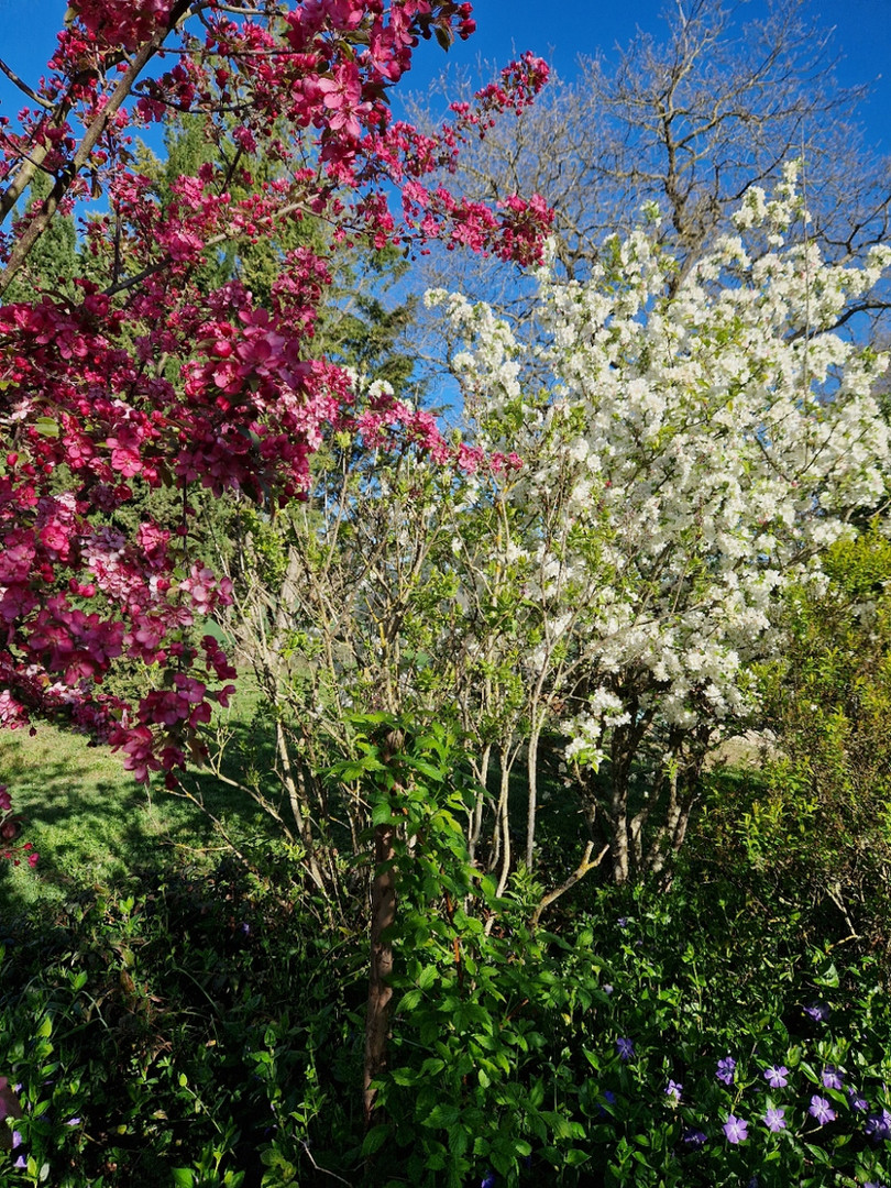 Guinlets Garden.jpg