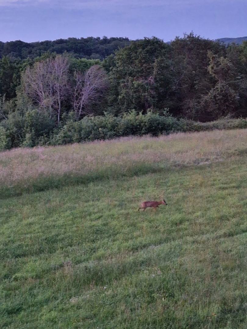 Guinlets park with deer.jpg