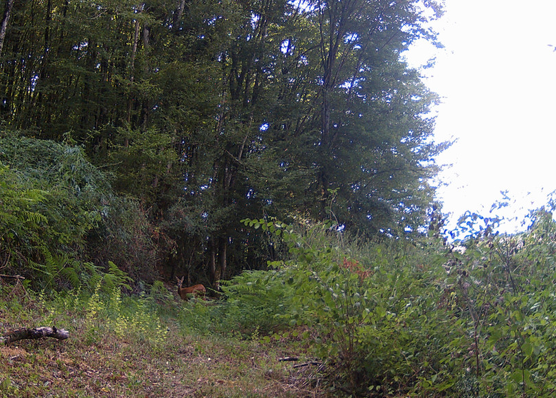 Guinlets Wood with deer