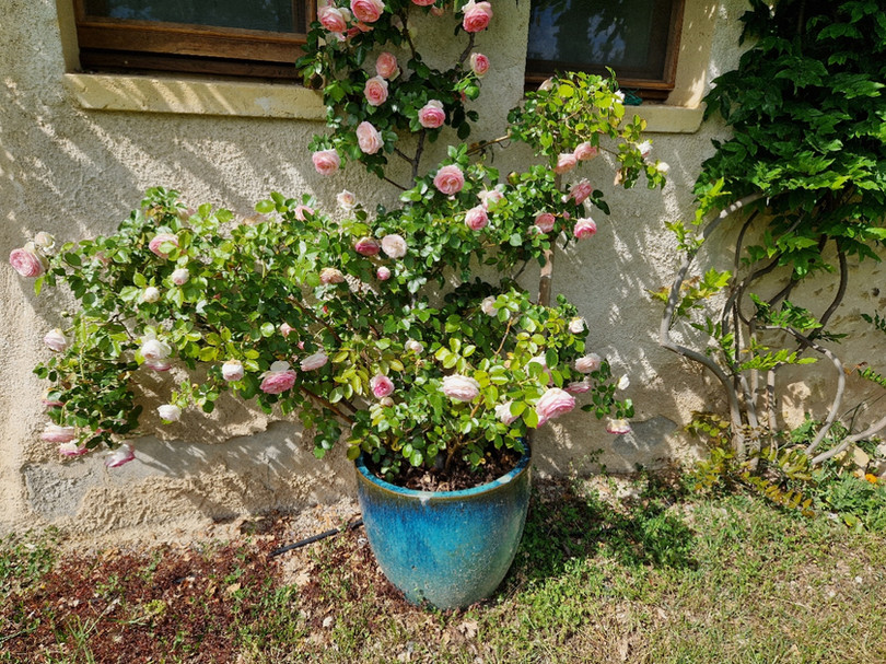 Guinlets Garden 2.jpg