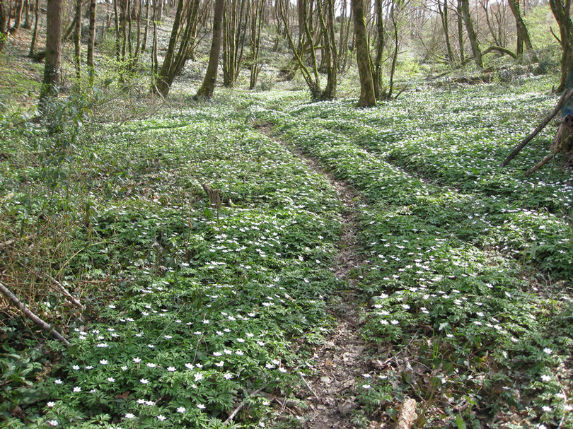 Guinlets Woods Ladysmock.JPG